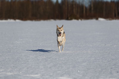 Dog in snow on land