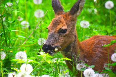 Close-up of deer in a dandelion field
