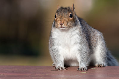 Portrait of a grey squirrel  on a picnic table in the park.