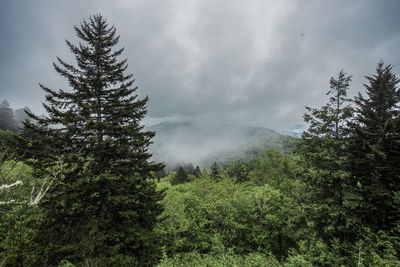 Low angle view of pine trees against sky