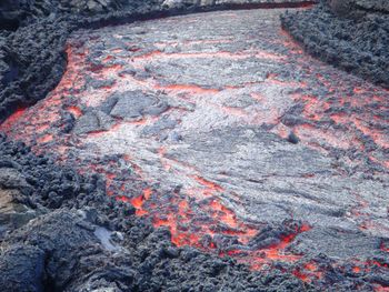 High angle view of red lizard