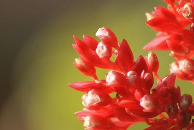 Close-up of pink flowers