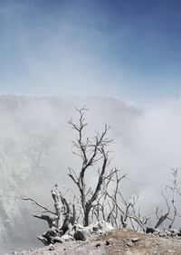 Bare tree against mountain and sky