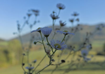 Close-up of purple flowering plant on field against sky