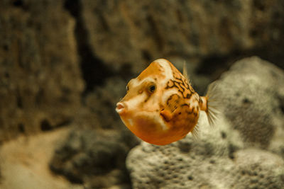 Close-up of fish swimming in sea