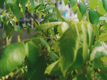 Close-up of fresh green leaves