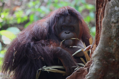 Portrait of a monkey