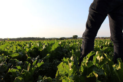 Low section of man standing on field against clear sky