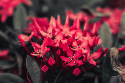 Detail shot of flowers against blurred background