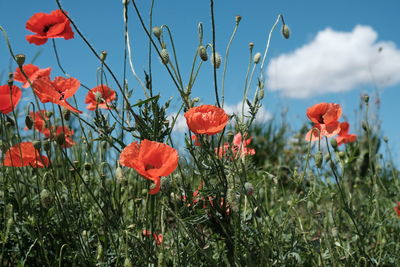 Close-up of red poppy flowers in field