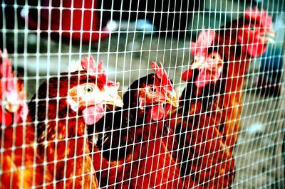 Close-up of rooster in cage