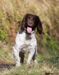 Close-up of dog on grassy field