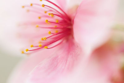 Extreme close-up of cherry blossom