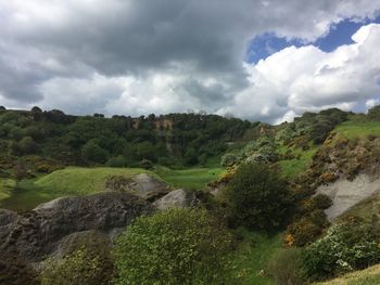 Scenic view of forest against sky