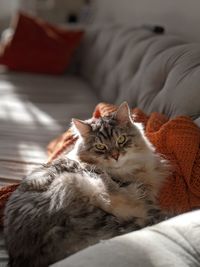 Portrait of cat lying on bed at home