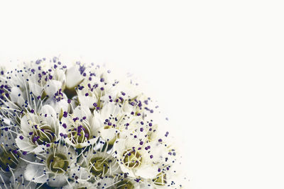 Close-up of white flowering plant