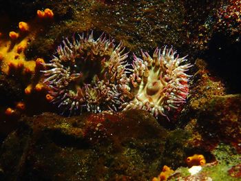 Close-up of coral in sea