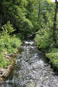 River flowing amidst trees in forest