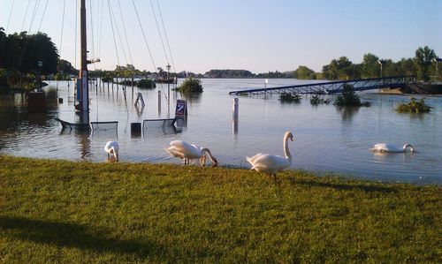 Swans on lake against sky