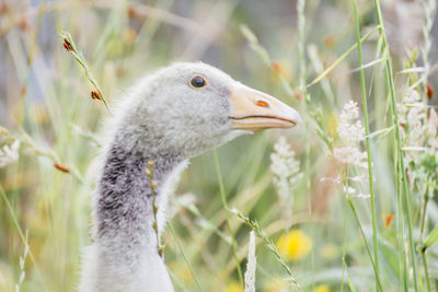 Close-up of bird on field