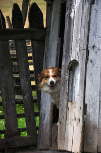 Portrait of dog on wood