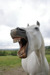 Close-up of horse yawning against sky