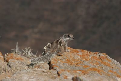 Close-up of squirrel on rock