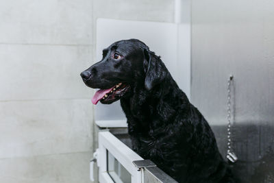 Black dog looking away against wall