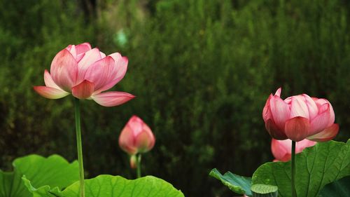 Close-up of pink lotus water lily