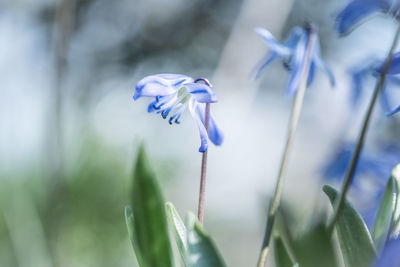 Close-up of purple flowering plant