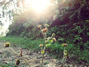 Close-up of plants growing on field