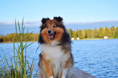 Shetland sheepdog on pier by lake against sky