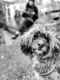Close-up portrait of dog