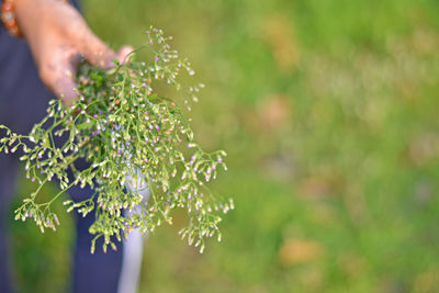 Close-up of hand holding plant