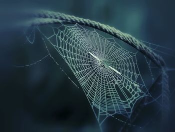 Close-up of spider on web