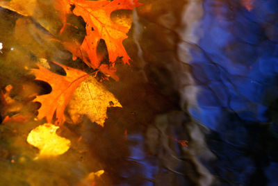 Close-up of yellow maple leaves