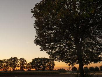 Silhouette trees on field against sky at sunset