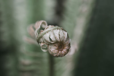 Close-up of flower bud