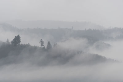 Trees on landscape against sky