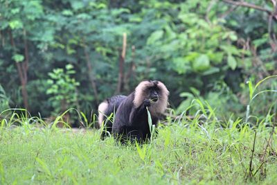 Monkey sitting in a forest