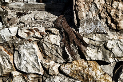 Close-up of tree trunk