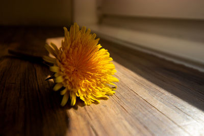 Close-up of yellow flower on table