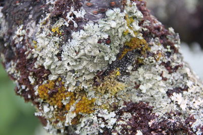 Close-up of lichen