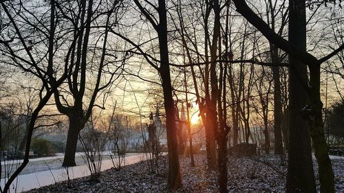 Bare trees in forest during sunset