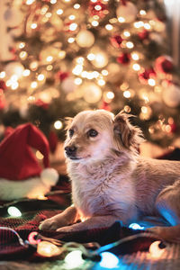 Dog and christmas tree