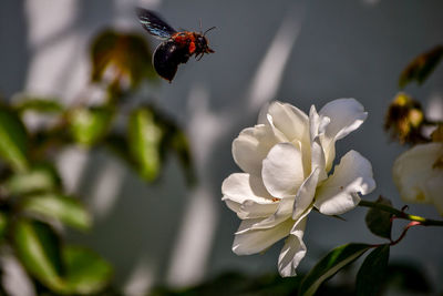 Close-up of insect on white flower