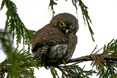 Low angle view of owl perching on branch