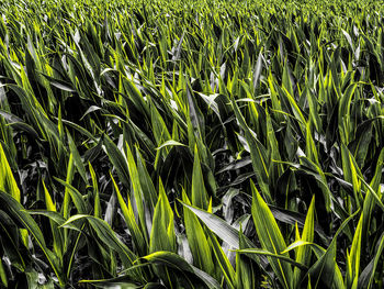 High angle view of crops growing on field