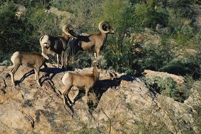 View of bighorn sheep on rock