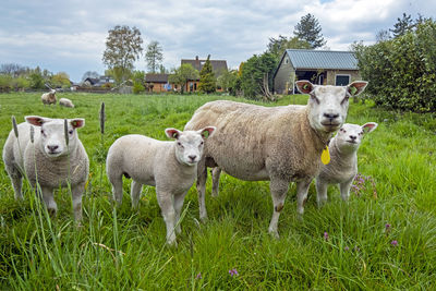 Sheep and lambs in the meadow in springtime in the netherlands